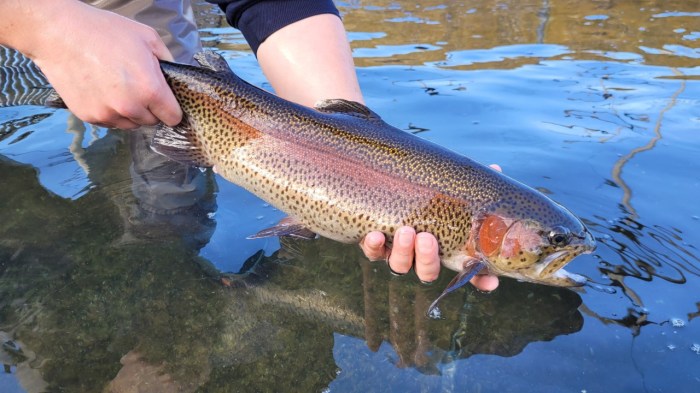 Nc trout stocking
