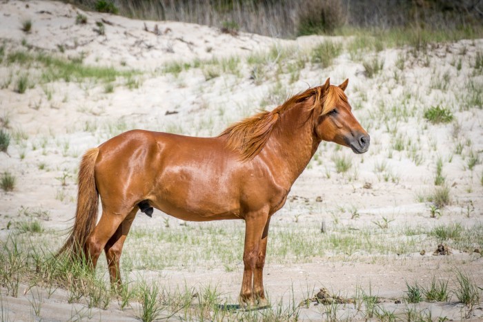 Assateague island adventure cruise