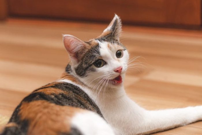 Breathing cats health Breathing cats health
